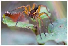 Eine Spinne am Sonntag ...