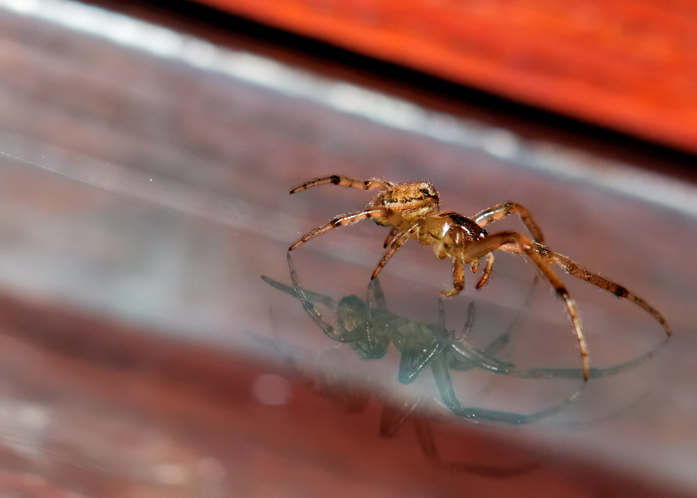 Eine Spinne an der Haustür....