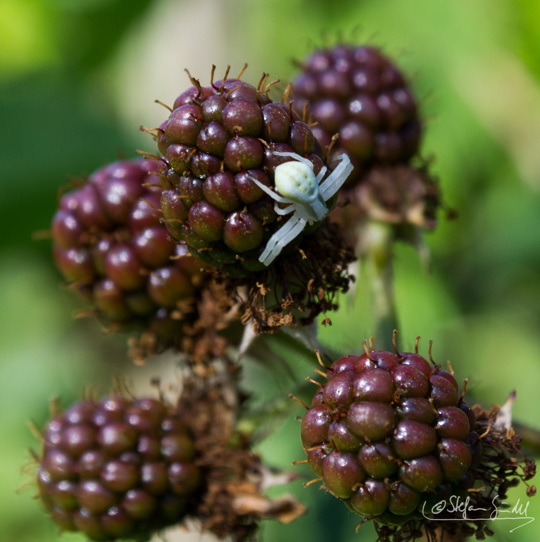 ...eine Spinne auf Brombeeren...