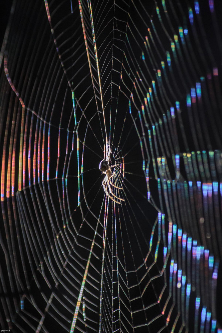 Eine Spinne auf dem Spinnennetz in der Herbstsonne