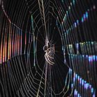 Eine Spinne auf dem Spinnennetz in der Herbstsonne