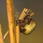 Eine Spinne auf Rügen