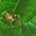 Eine Spinne auf Sylt