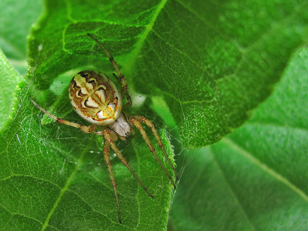 Eine Spinne auf Sylt