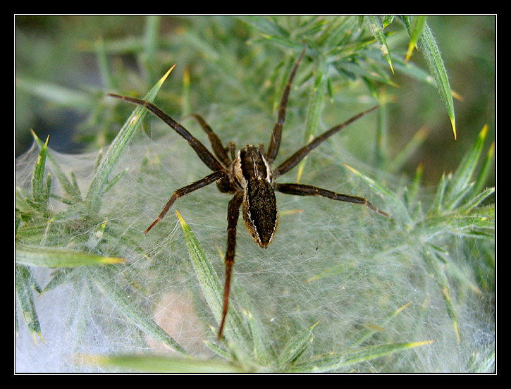 Eine Spinne aus Neuseeland (für Wolfgang)