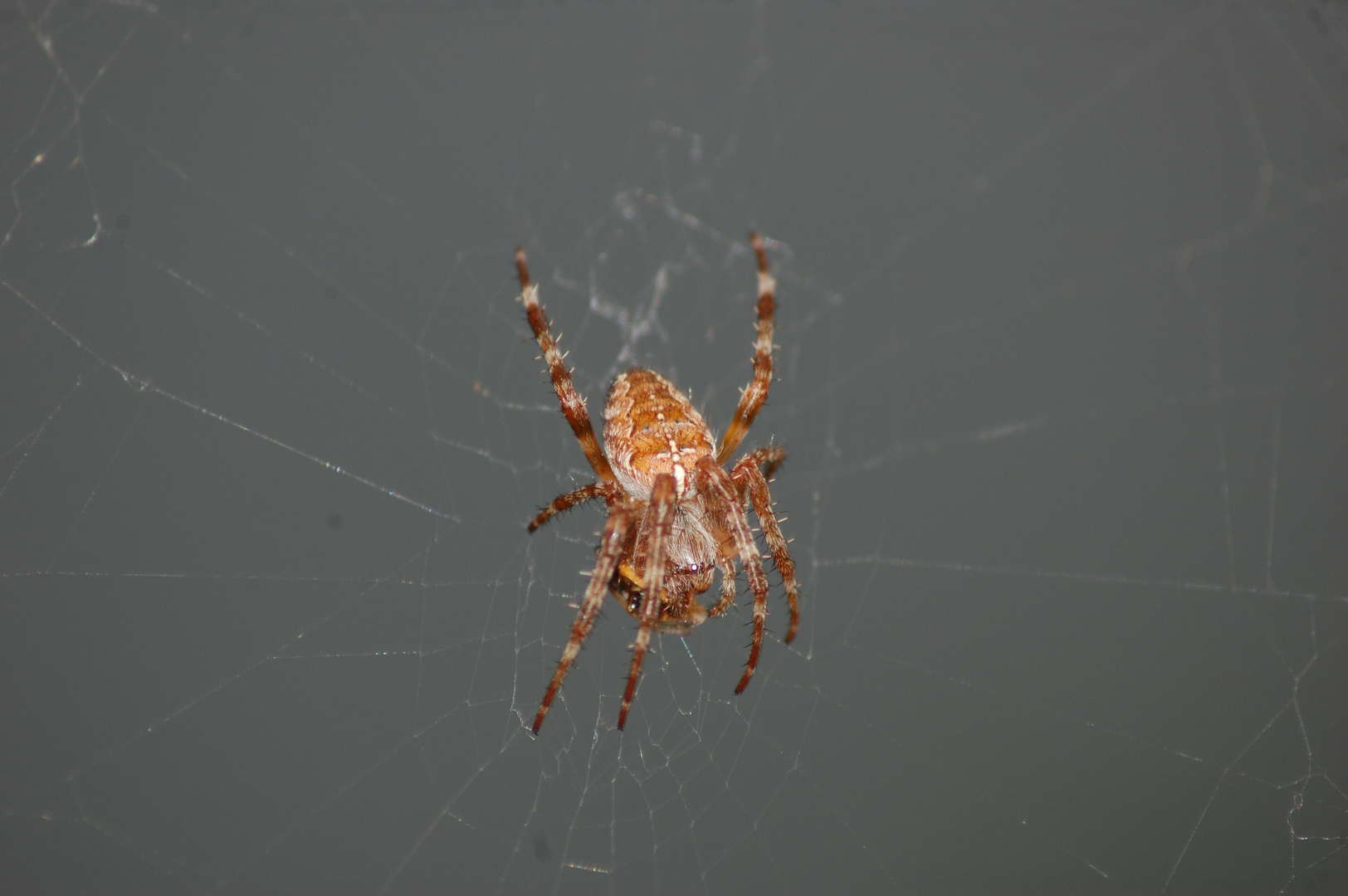 Eine Spinne