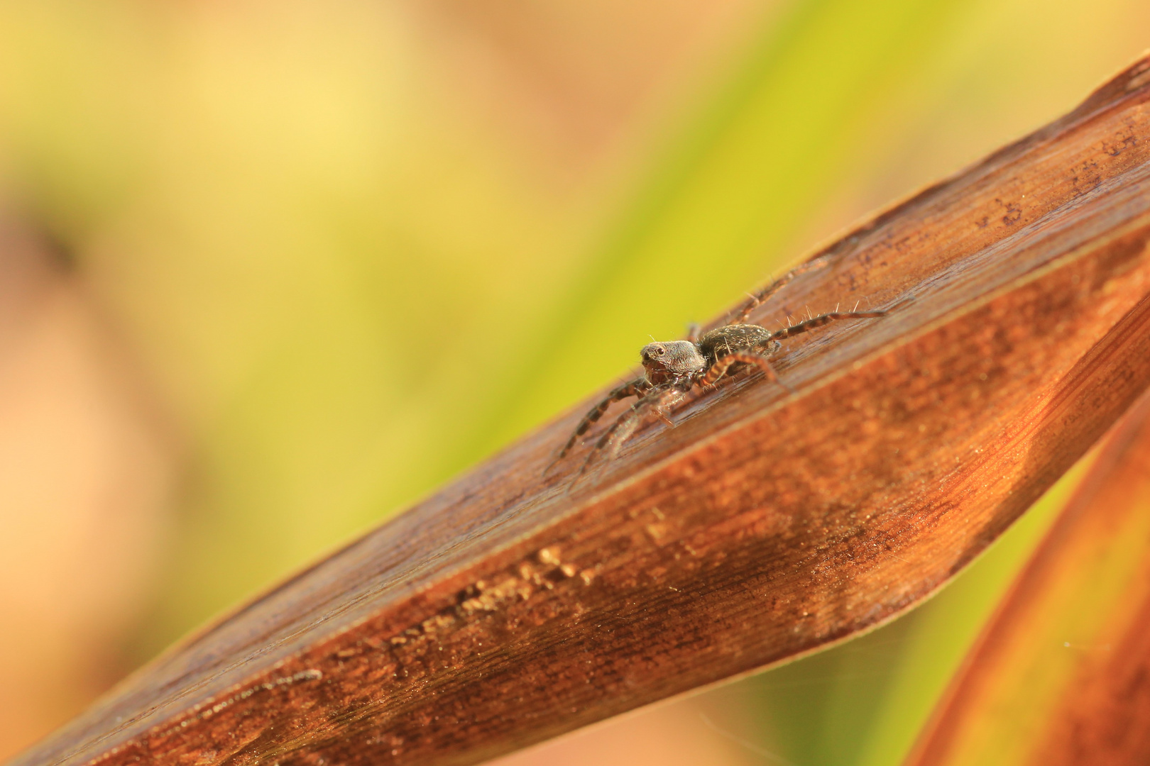 Eine Spinne!