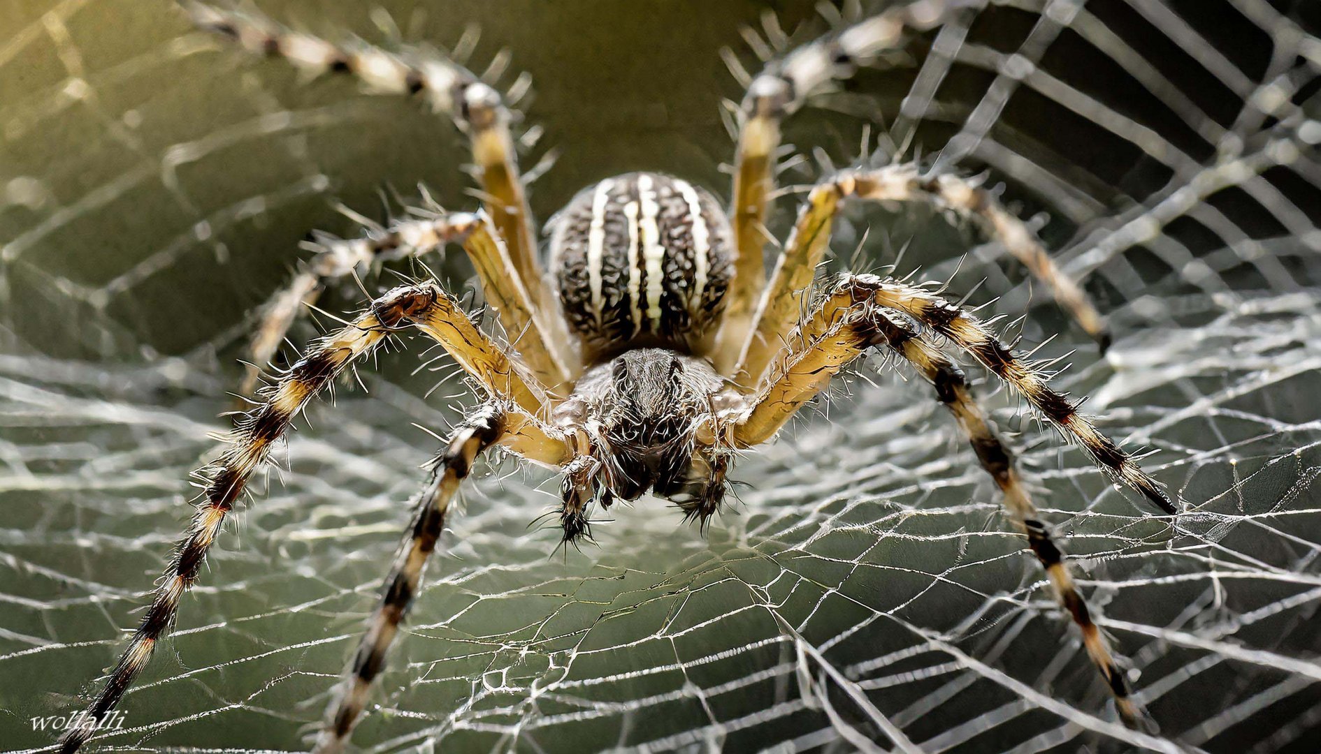 Eine Spinne bei der Arbeit