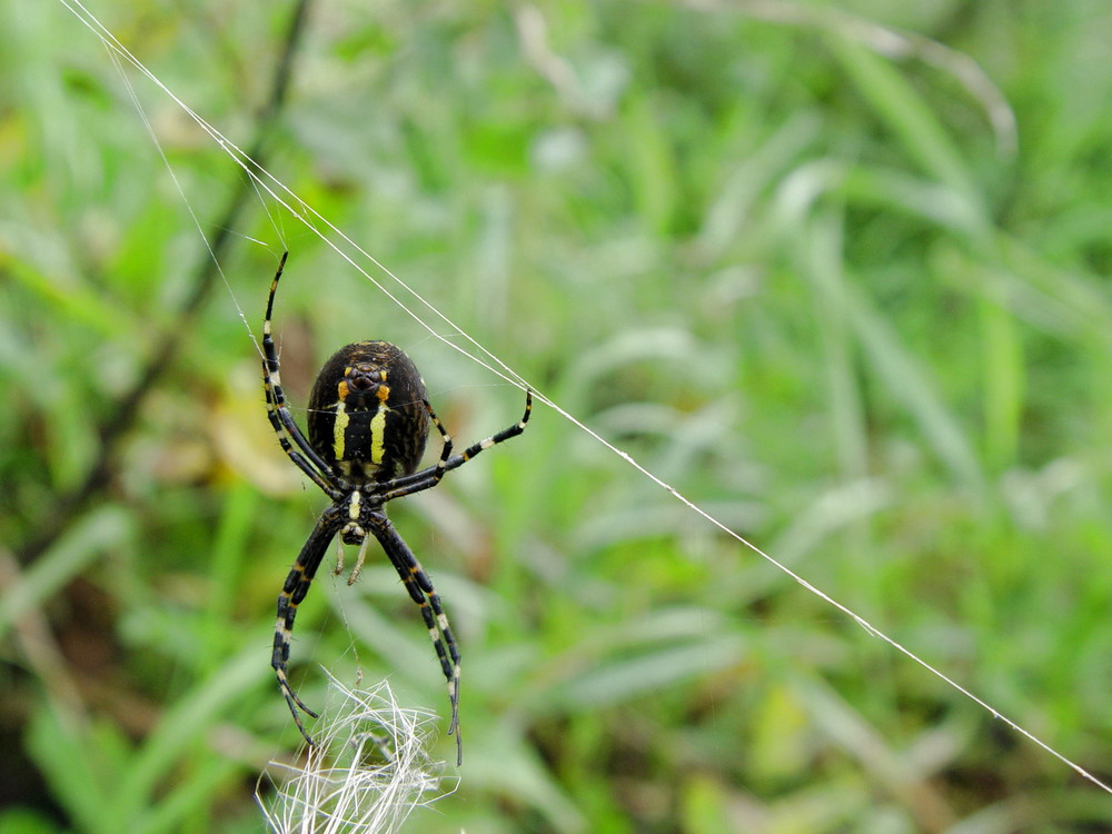 Eine Spinne beim Netz basteln