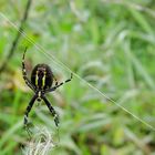 Eine Spinne beim Netz basteln