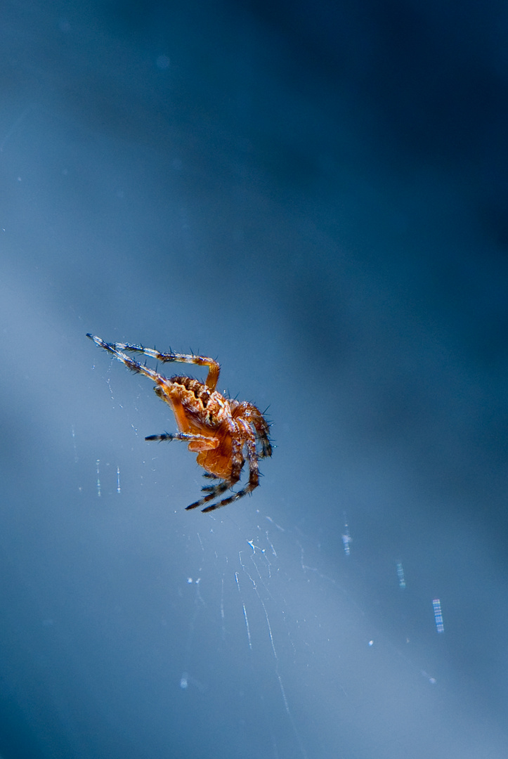 eine Spinne beim Sonnen