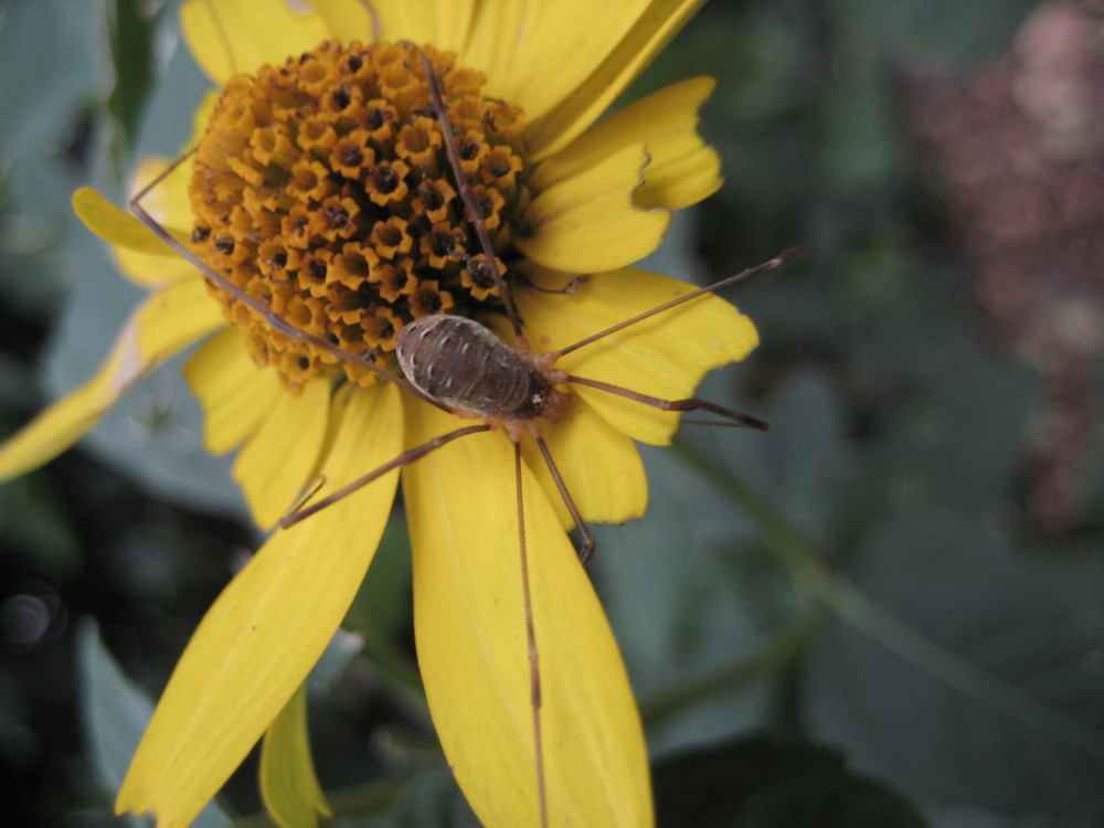 Eine Spinne, die auf einer Blume haust.