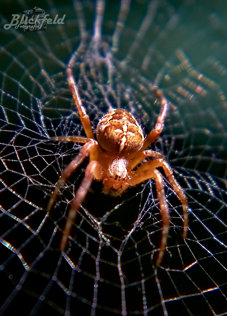 Eine Spinne