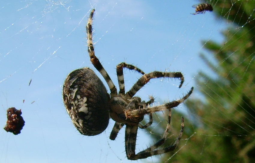 eine Spinne