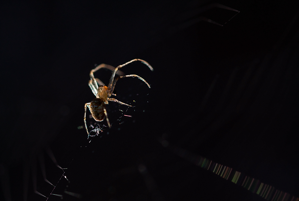 Eine Spinne für Euch..