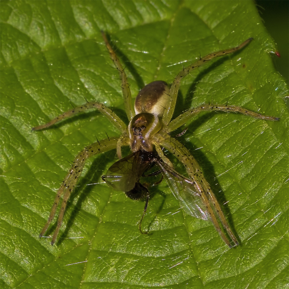 Eine Spinne für Siegfried ... :-)