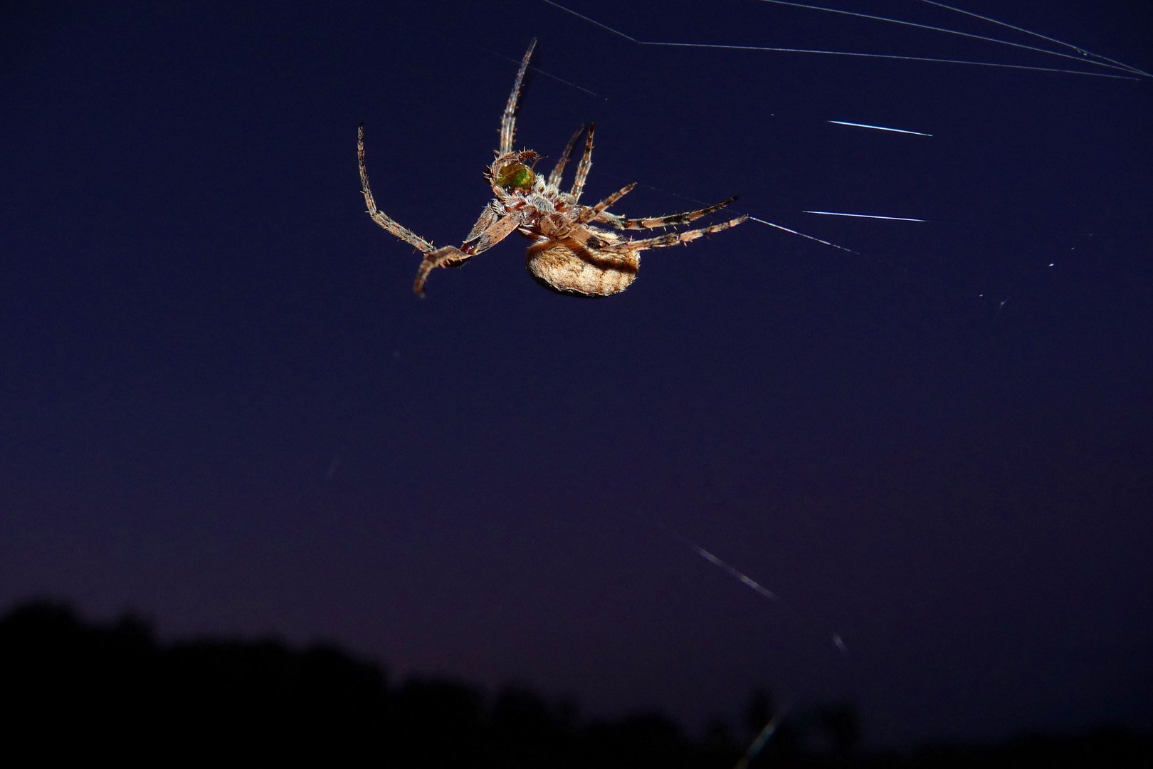 Eine Spinne, für viele ekelig, aber trotzdem  schön