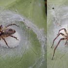 Eine Spinne hütet ihr Gelege