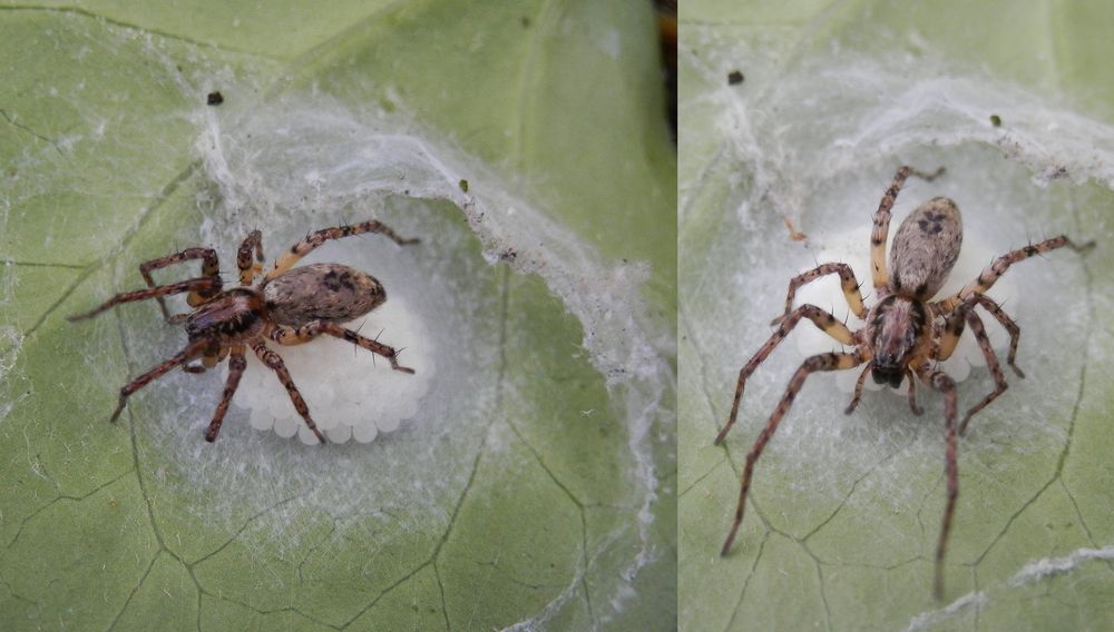 Eine Spinne hütet ihr Gelege
