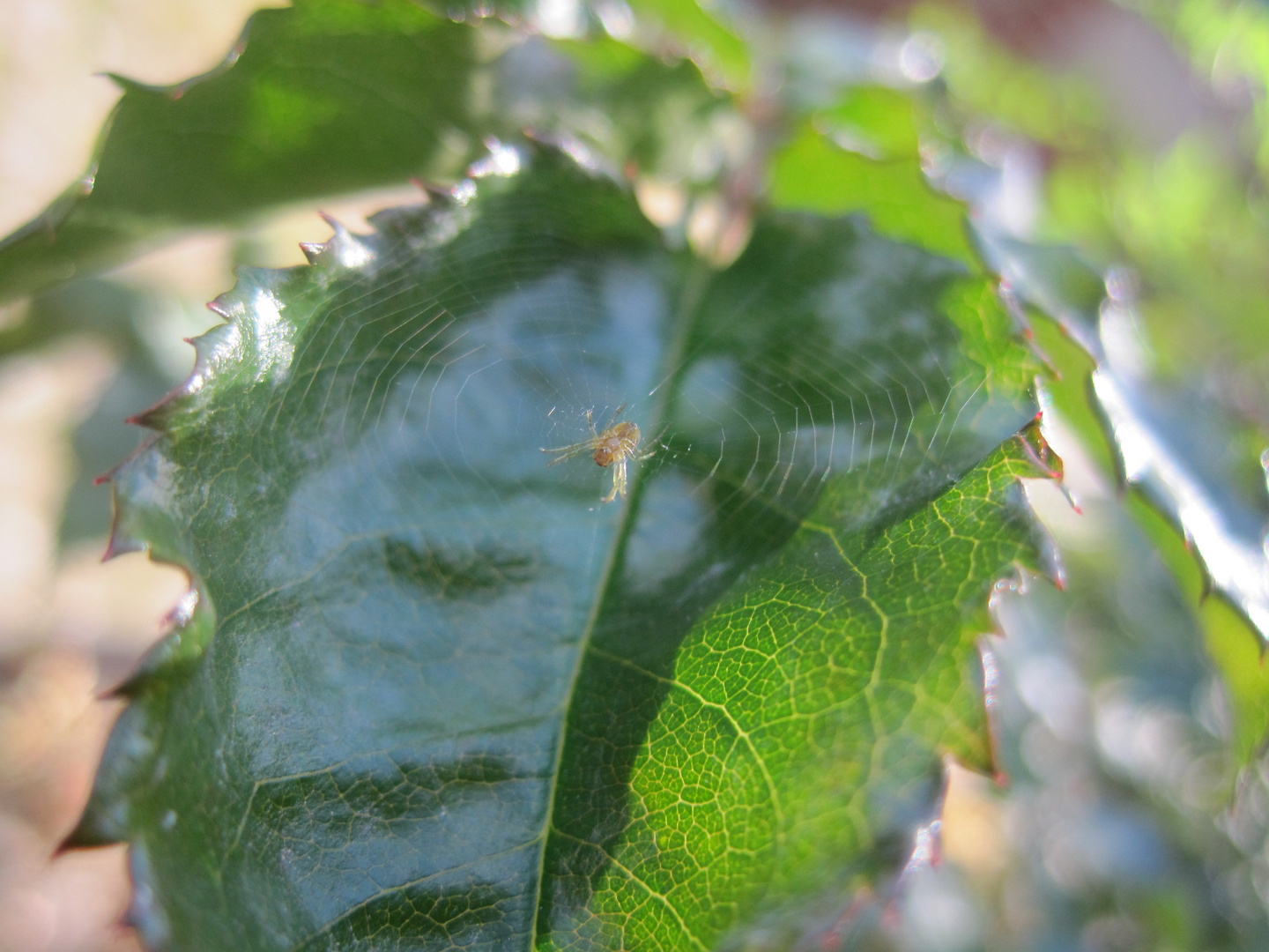 Eine Spinne im Grünen