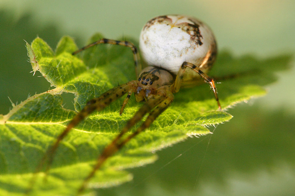 Eine Spinne im Herbst