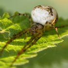 Eine Spinne im Herbst