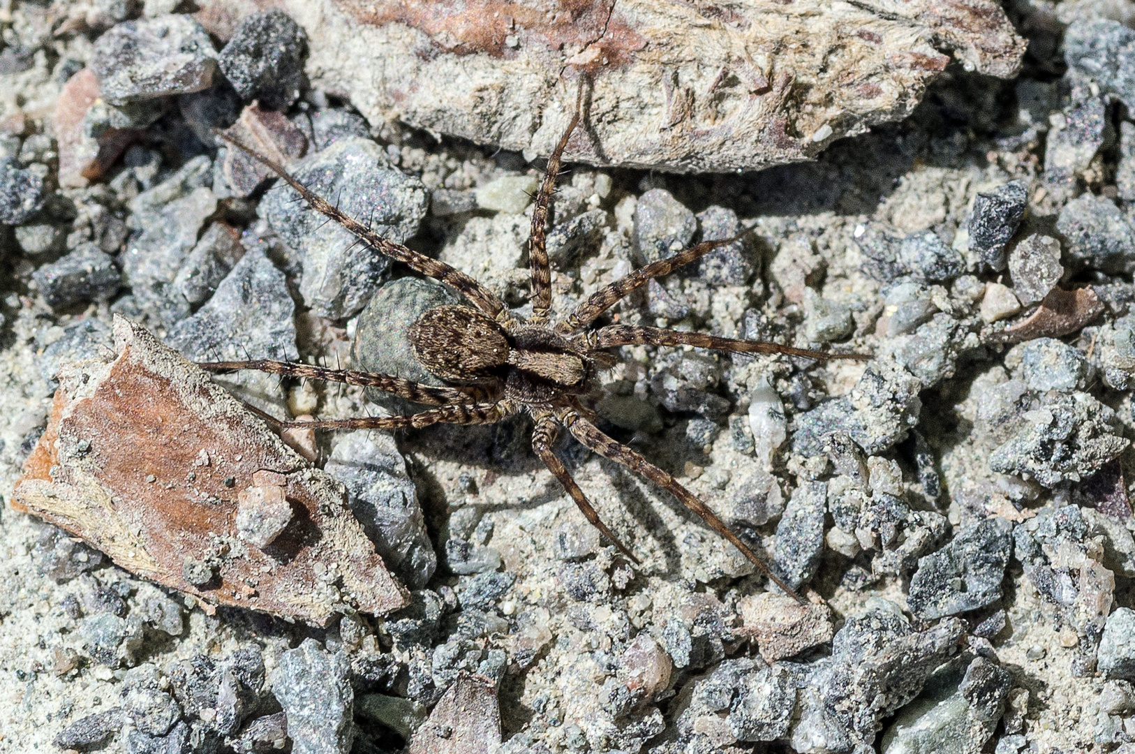 Eine Spinne im Wald unterwegs