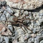 Eine Spinne im Wald unterwegs