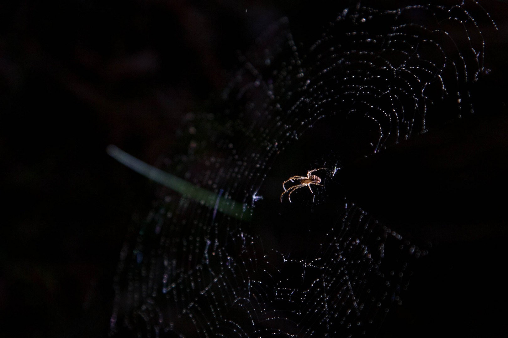 Eine Spinne in ihrem Netz