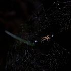 Eine Spinne in ihrem Netz