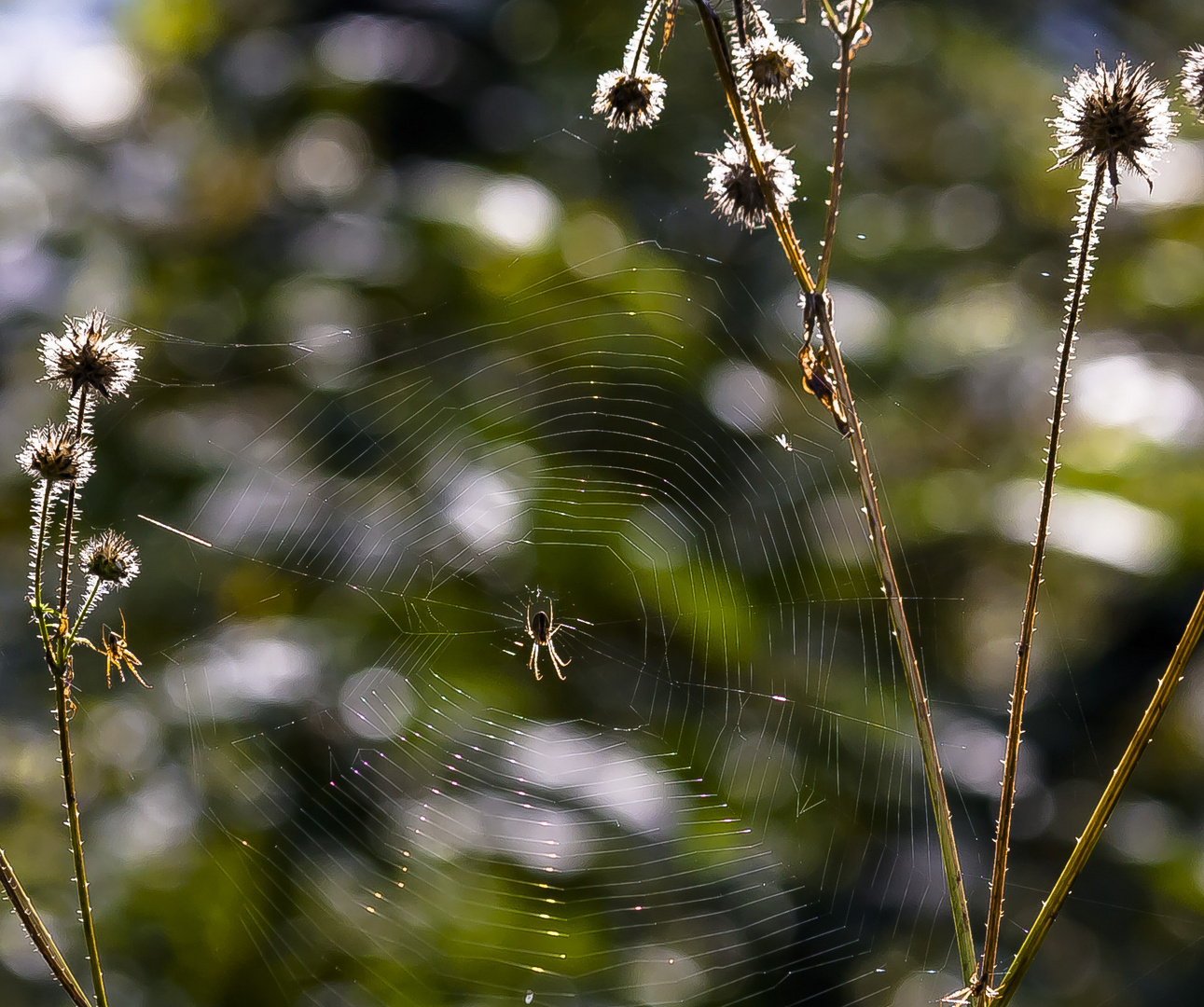 Eine Spinne kommt...