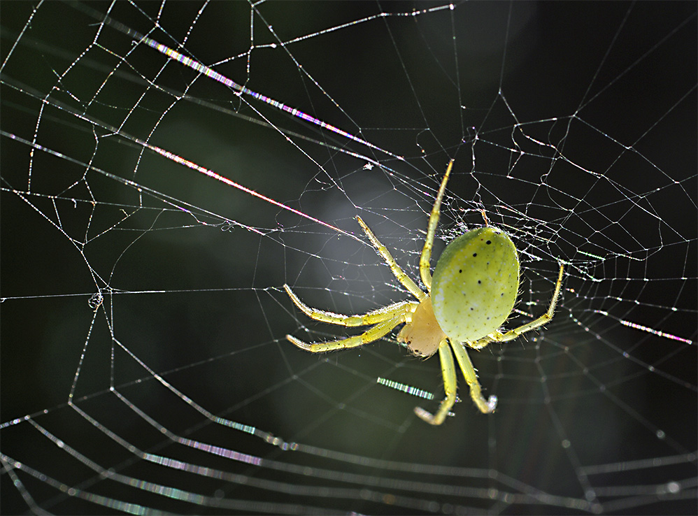 ... eine Spinne lauert auf der Terrasse, auf das sie sich ein Opfer fasse ...