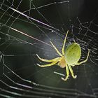 ... eine Spinne lauert auf der Terrasse, auf das sie sich ein Opfer fasse ...