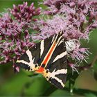 Eine Spinne sieht Rot