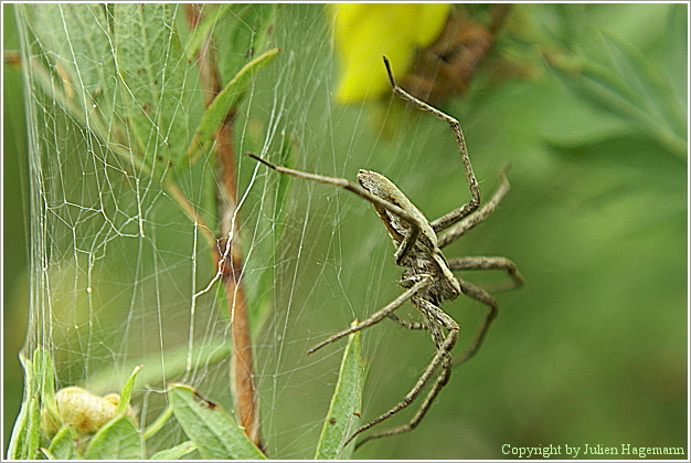 Eine Spinne und Ihr Netz