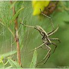 Eine Spinne und Ihr Netz