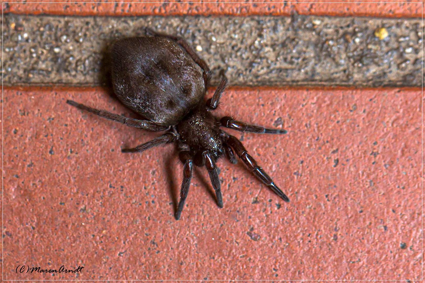 Eine Spinne vor der Haustür