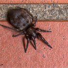 Eine Spinne vor der Haustür