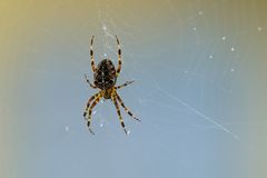 Eine Spinne vor meinem Fenster