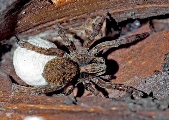 Eine Spinnen-Mami...