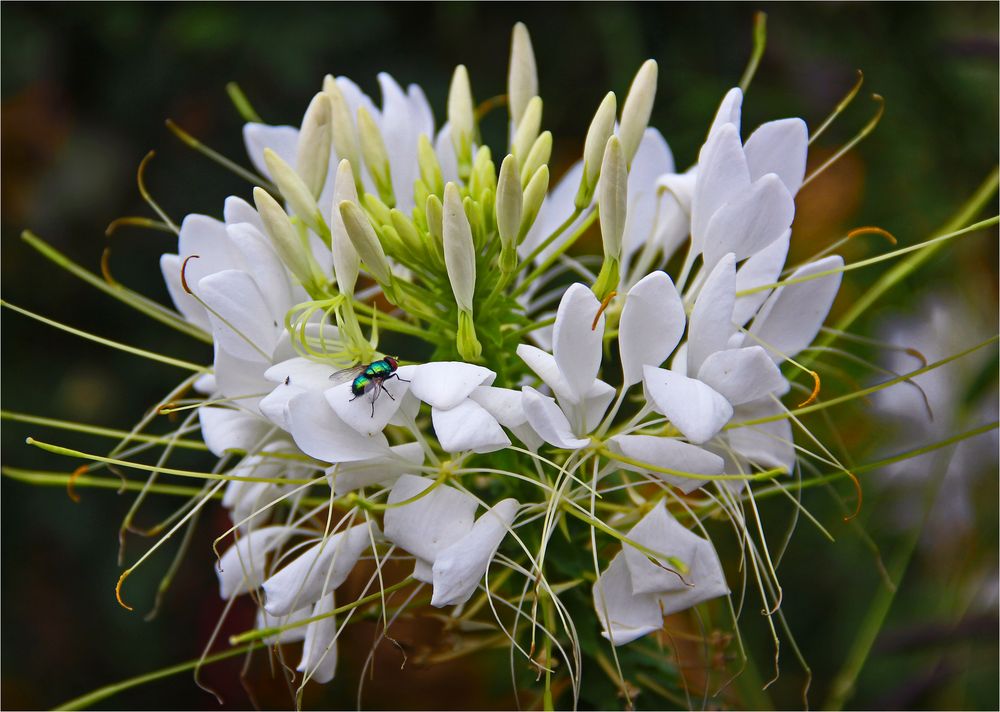 Eine Spinnenblume ...