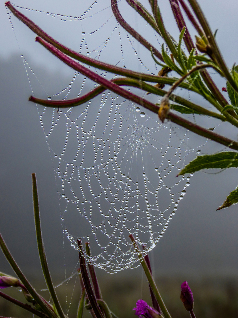 Eine Spinnwebe im Morgentau.