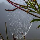 Eine Spinnwebe im Morgentau.