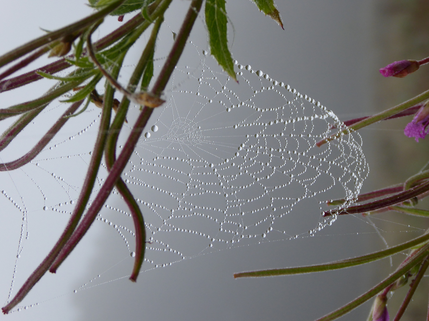 Eine Spinnwebe im Morgentau