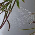 Eine Spinnwebe im Morgentau