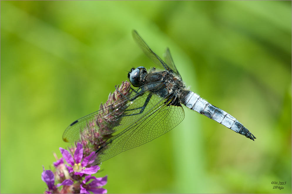 eine Spitzenfleck (Libellula fulva)