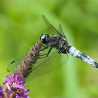 eine Spitzenfleck (Libellula fulva)