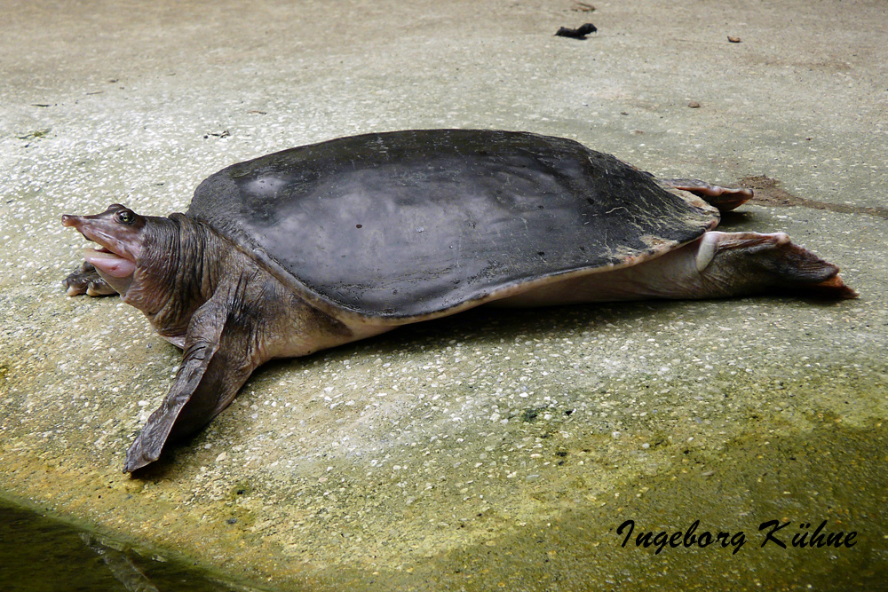 Eine Spitzmaul-Schildkröte?