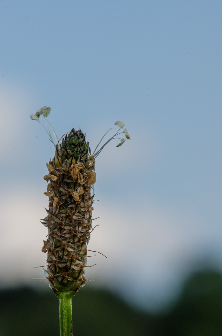 eine Spitzwegerichblüte