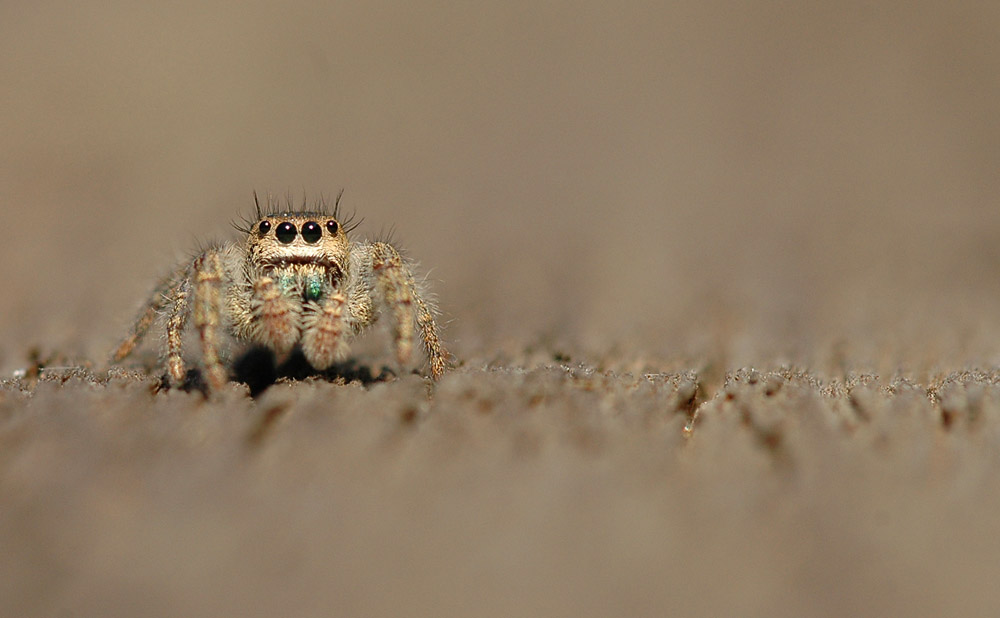 Eine Spring Spinne